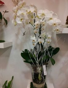 Centro orquideas Deluxe