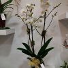 Centro orquideas Japan