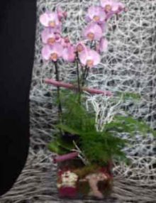 Centro orquídeas rosa