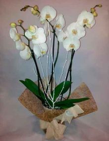 Orquidea decorada
