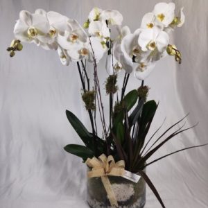 Centro orquídeas De Luxe.