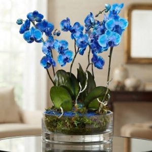 Centro orquídeas azules.