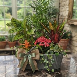 Centro plantas Lydia.
