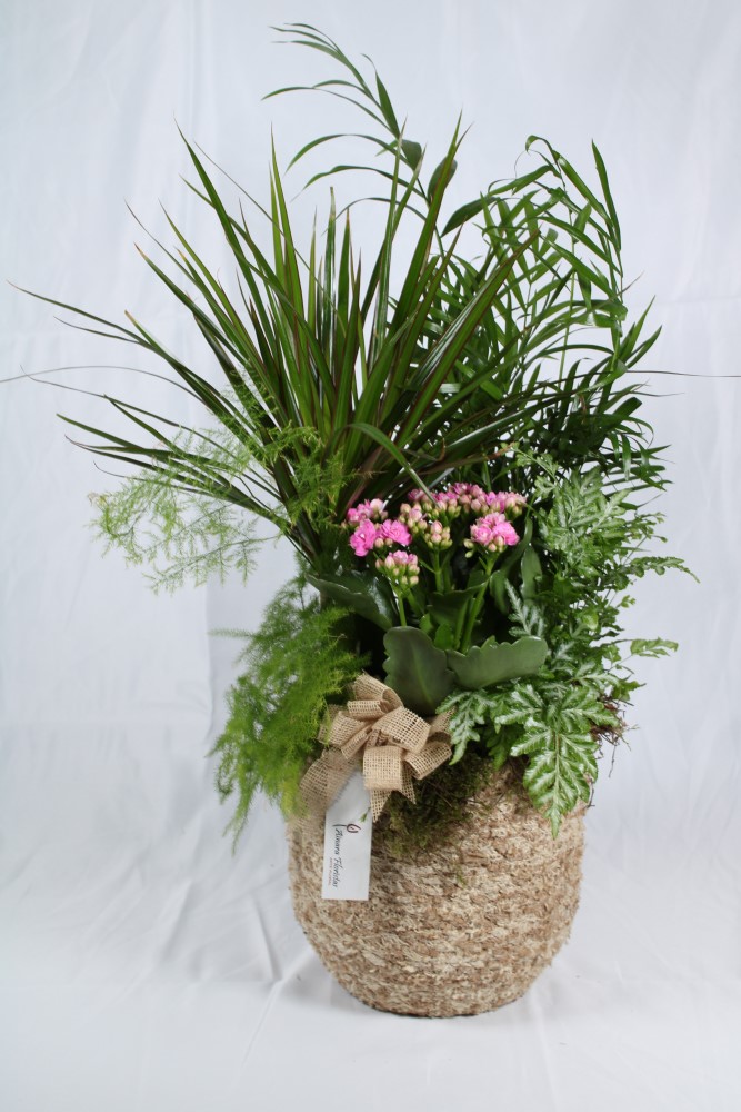 Cesta plantas Madrid.