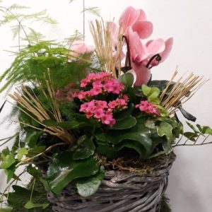 Centro plantas Ruber.