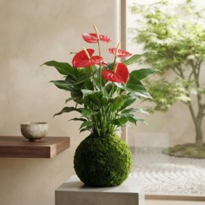 Kokedama Anthurium.