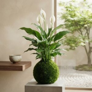 Kokedama Espatifilo.