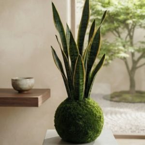 Kokedama Sansiviera.