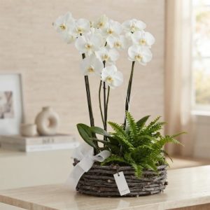 Orquídea Espino.