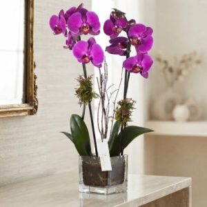 Orquídea Goya.