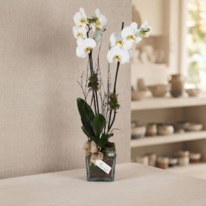 Orquídea Madrid.