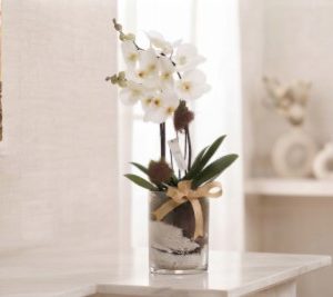 Orquídea Maternidad.