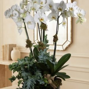 Orquídeas Salamanca.