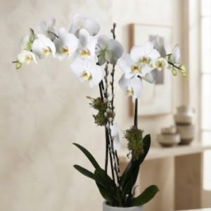 Orquídea decorada.