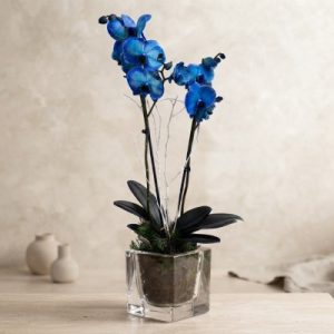 Orquídeas azules.