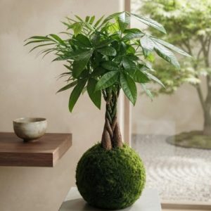 Kokedama Pachira.